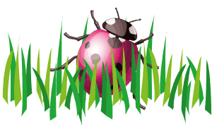 ladybug-1524549_1920.png